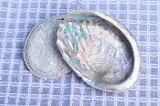 Abalone Shell