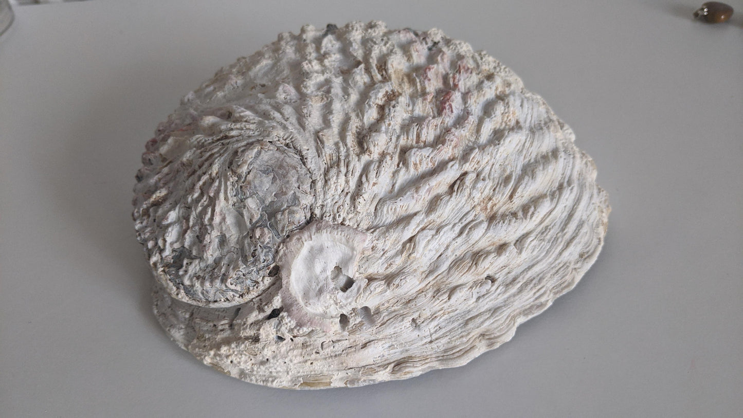 Abalone Shell