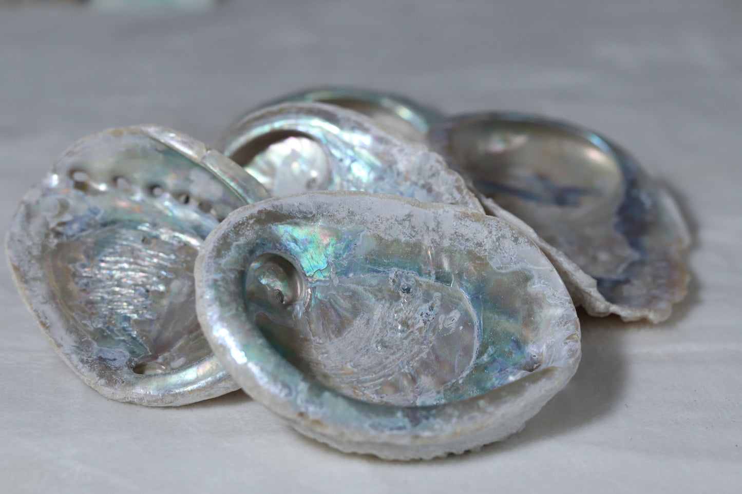 Abalone Shell