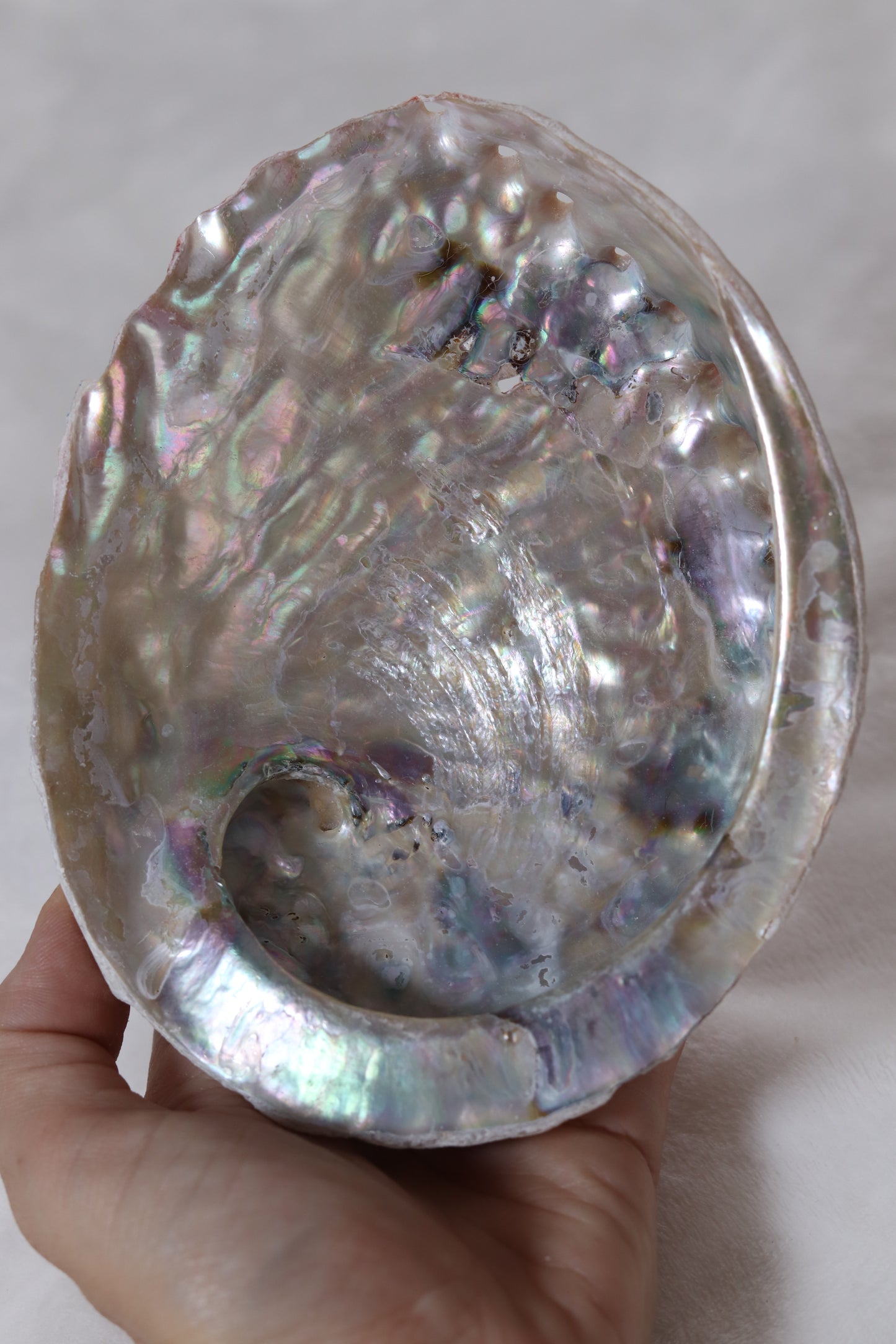 Abalone Shell