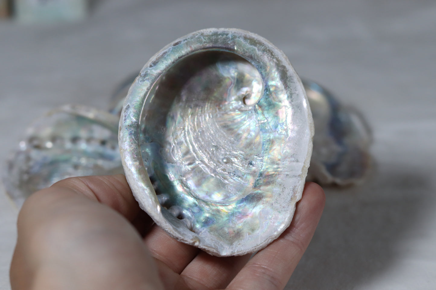 Abalone Shell
