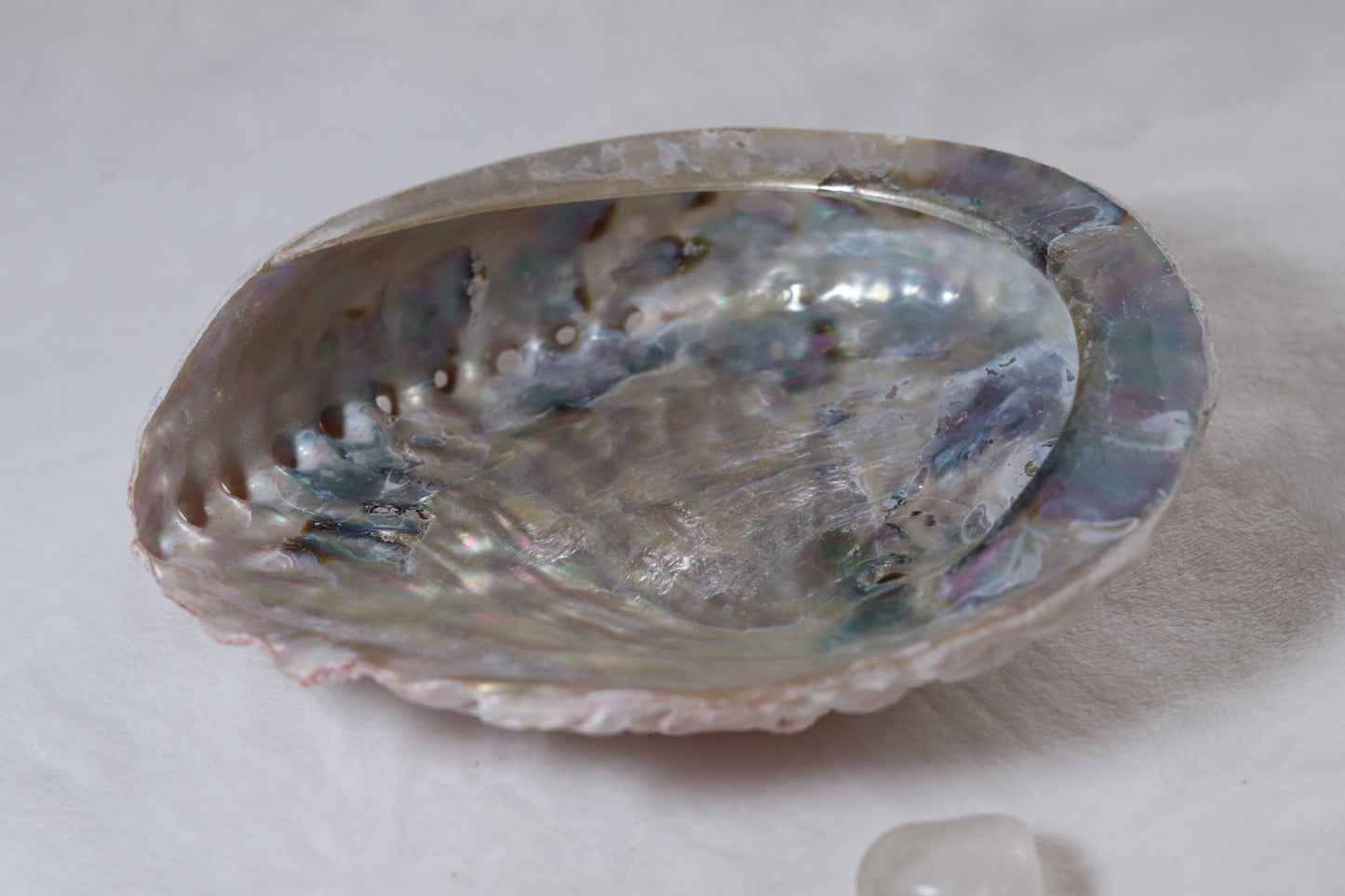 Abalone Shell